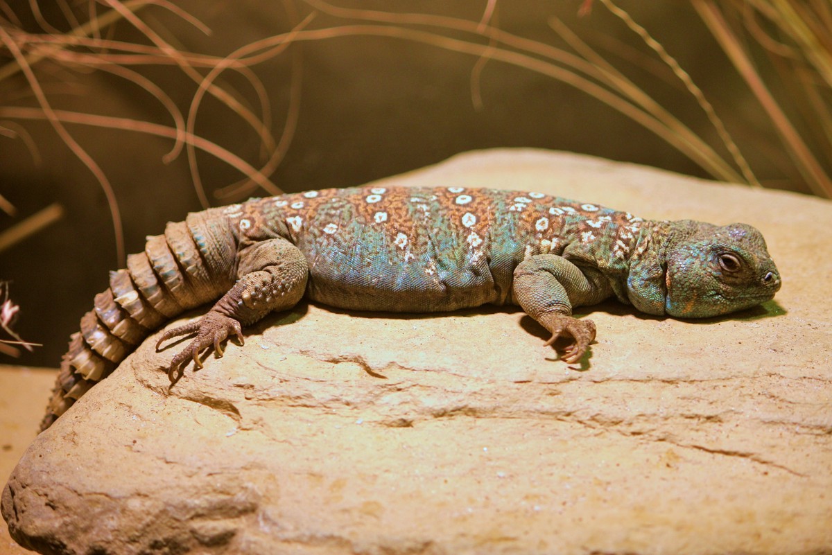 Uromastyx ocellata
