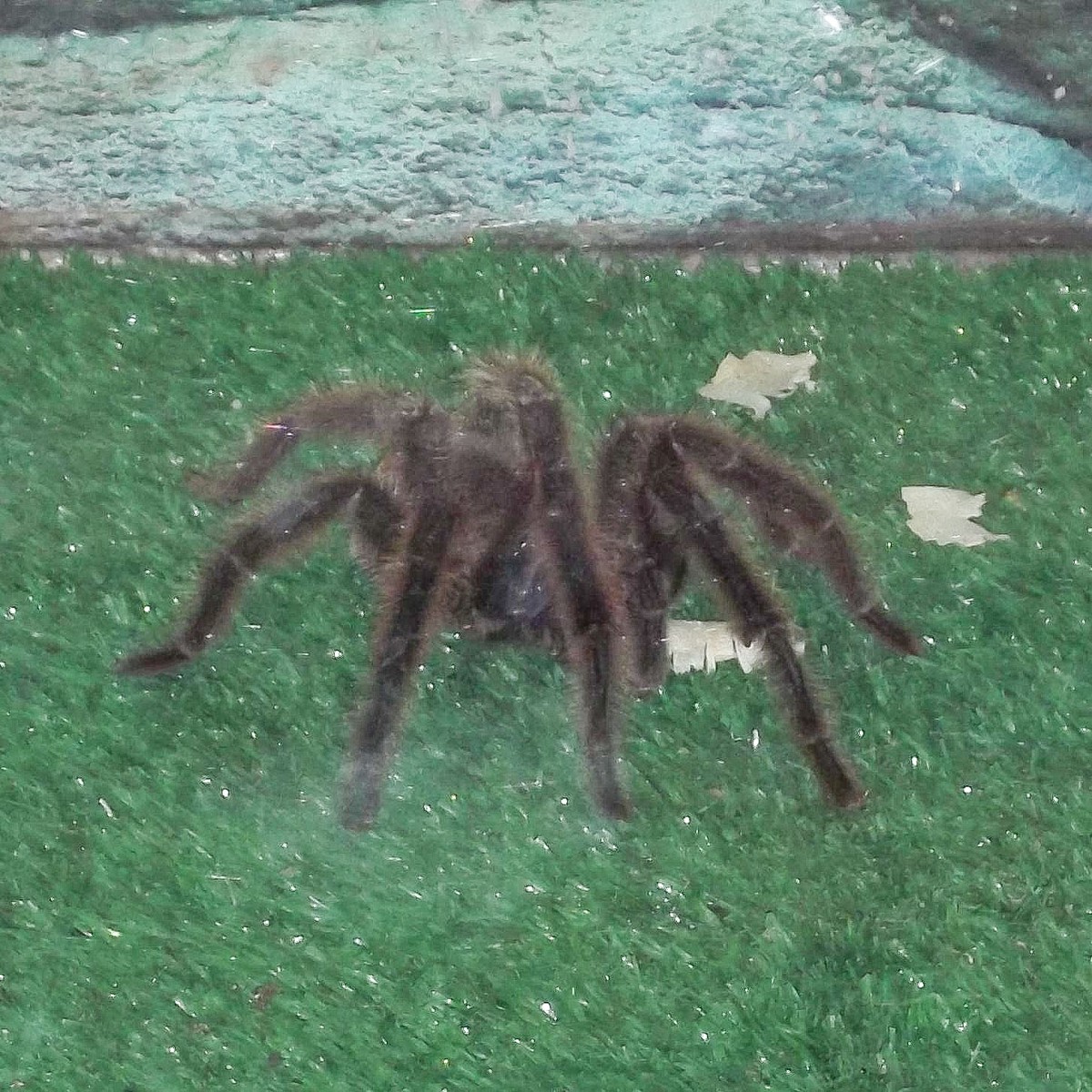 Grammostola anthracina