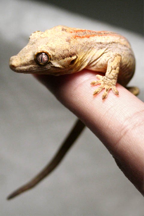 Rhacodactylus auriculatus