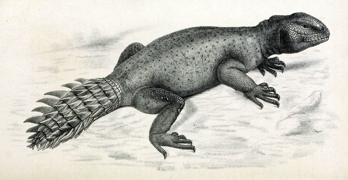 Uromastyx princeps