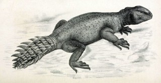 Uromastyx princeps