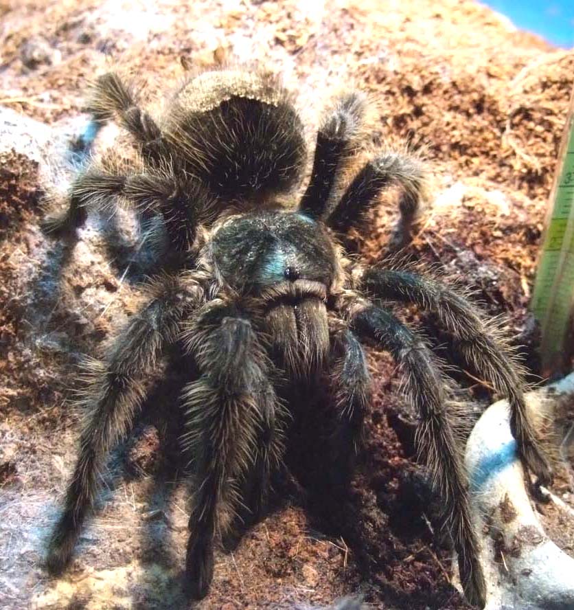 Grammostola grossa