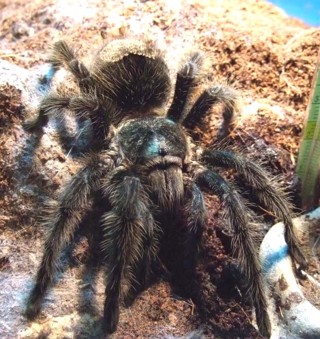 Grammostola grossa