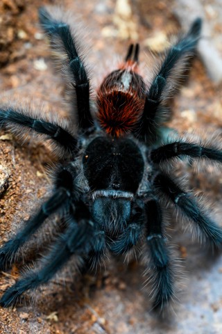 Grammostola iheringi