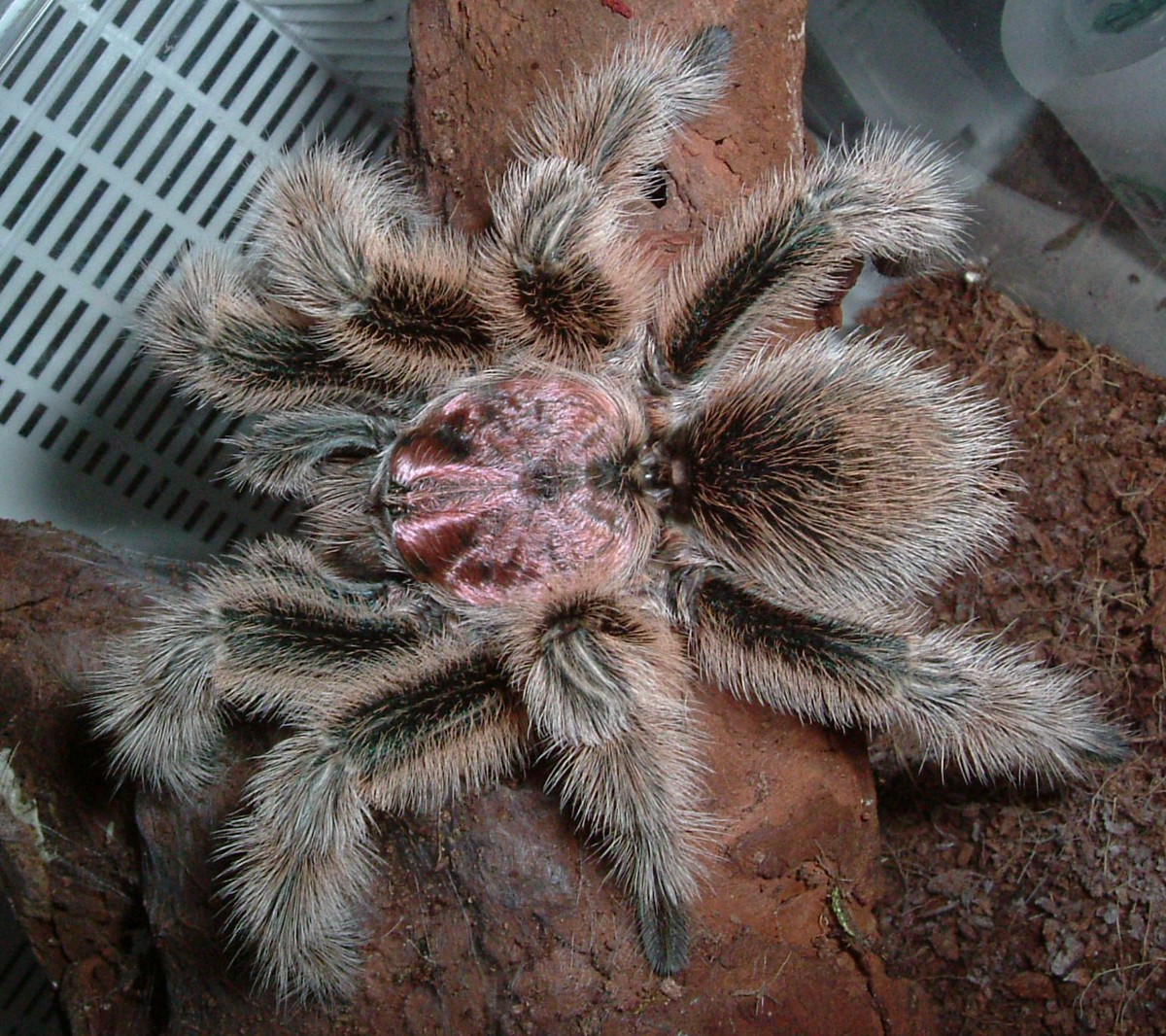 Grammostola rosea