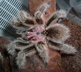 Grammostola rosea