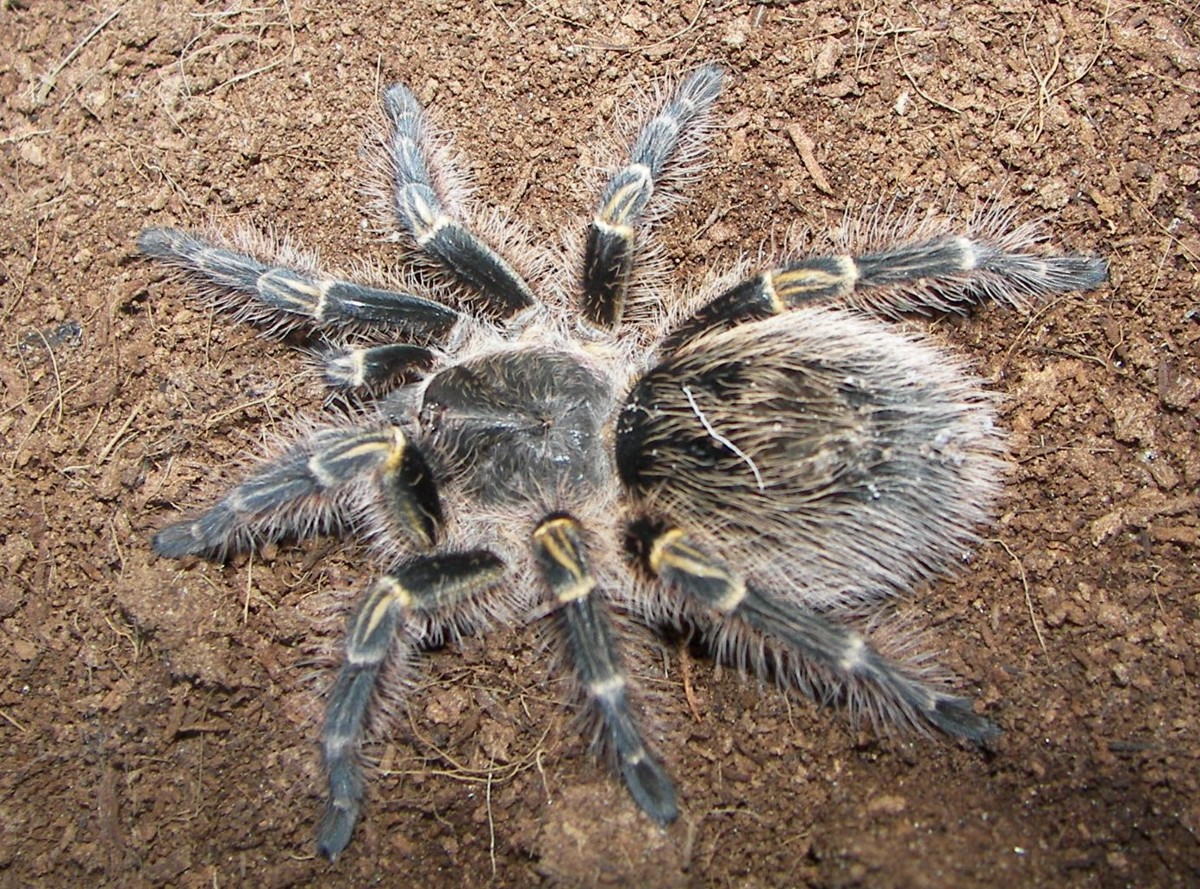 Grammostola pulchripes