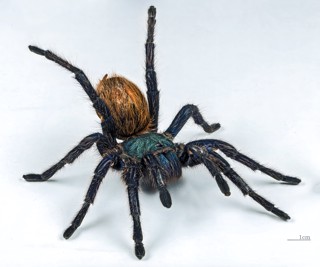 Chromatopelma cyaneopubescens