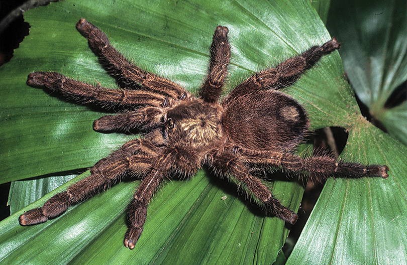 Caribena laeta