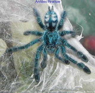 Caribena versicolor