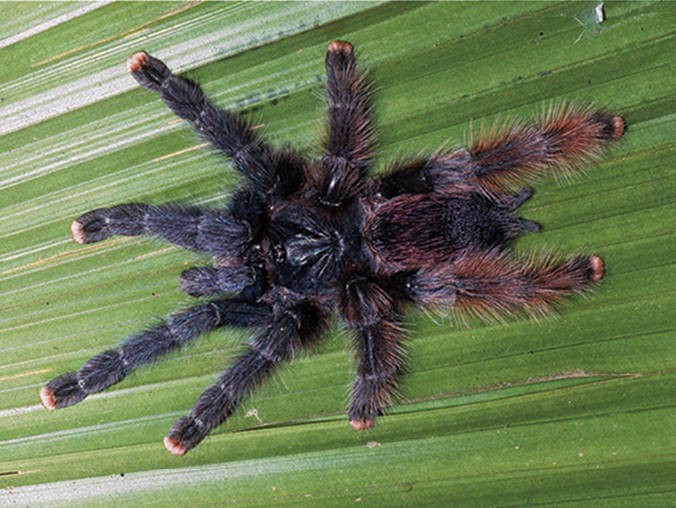 Avicularia avicularia