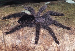 Avicularia juruensis
