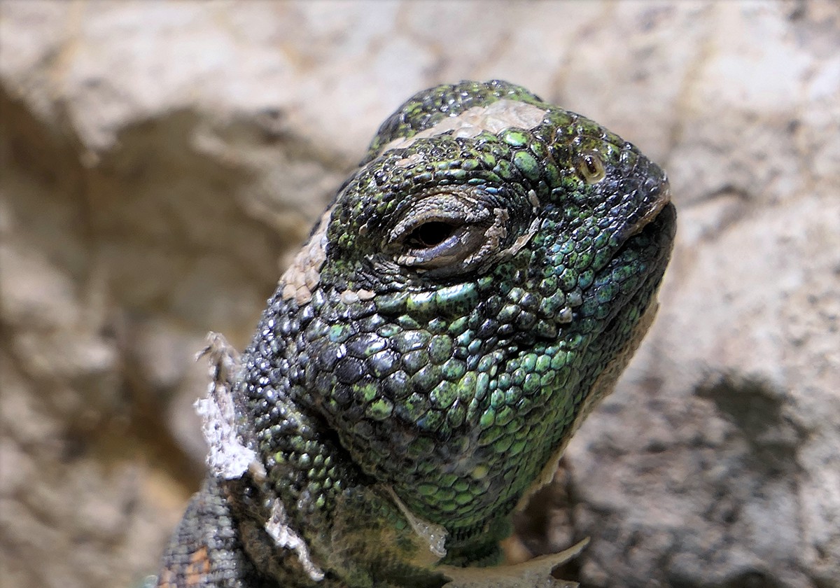Uromastyx thomasi