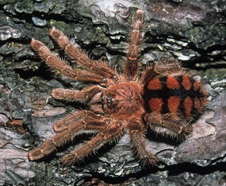 Avicularia minatrix