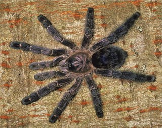 Avicularia purpurea
