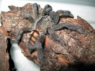 Psalmopoeus irminia