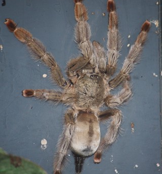 Psalmopoeus pulcher