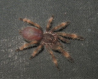 Psalmopoeus reduncus