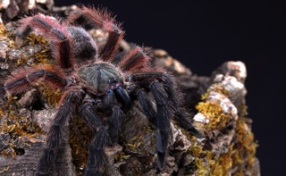 Psalmopoeus victori