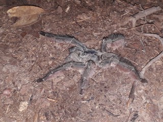 Tapinauchenius plumipes