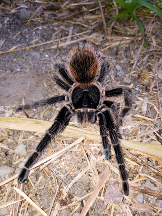 Lasiodora benedeni