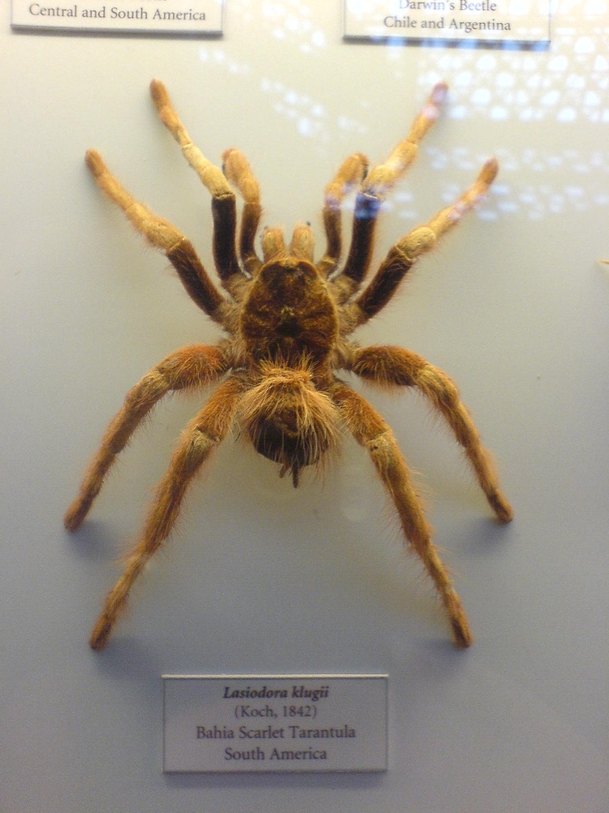 Lasiodora klugi