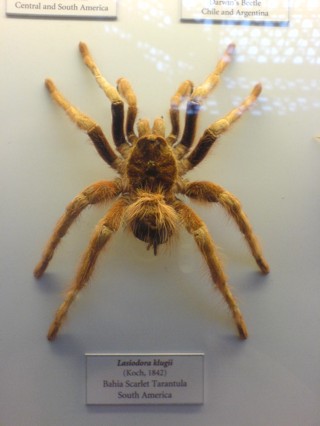 Lasiodora klugi