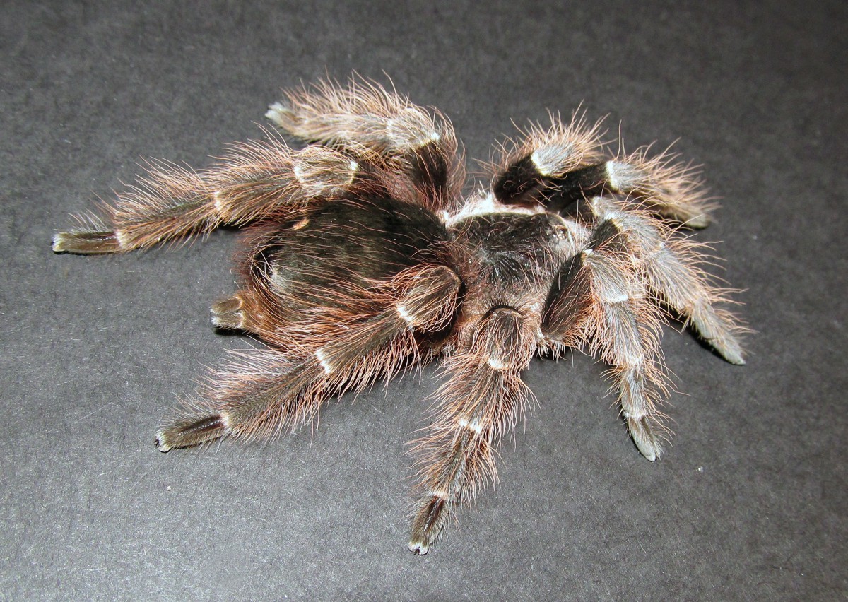 Nhandu carapoensis