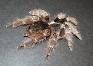 Nhandu carapoensis