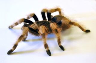 Nhandu coloratovillosus