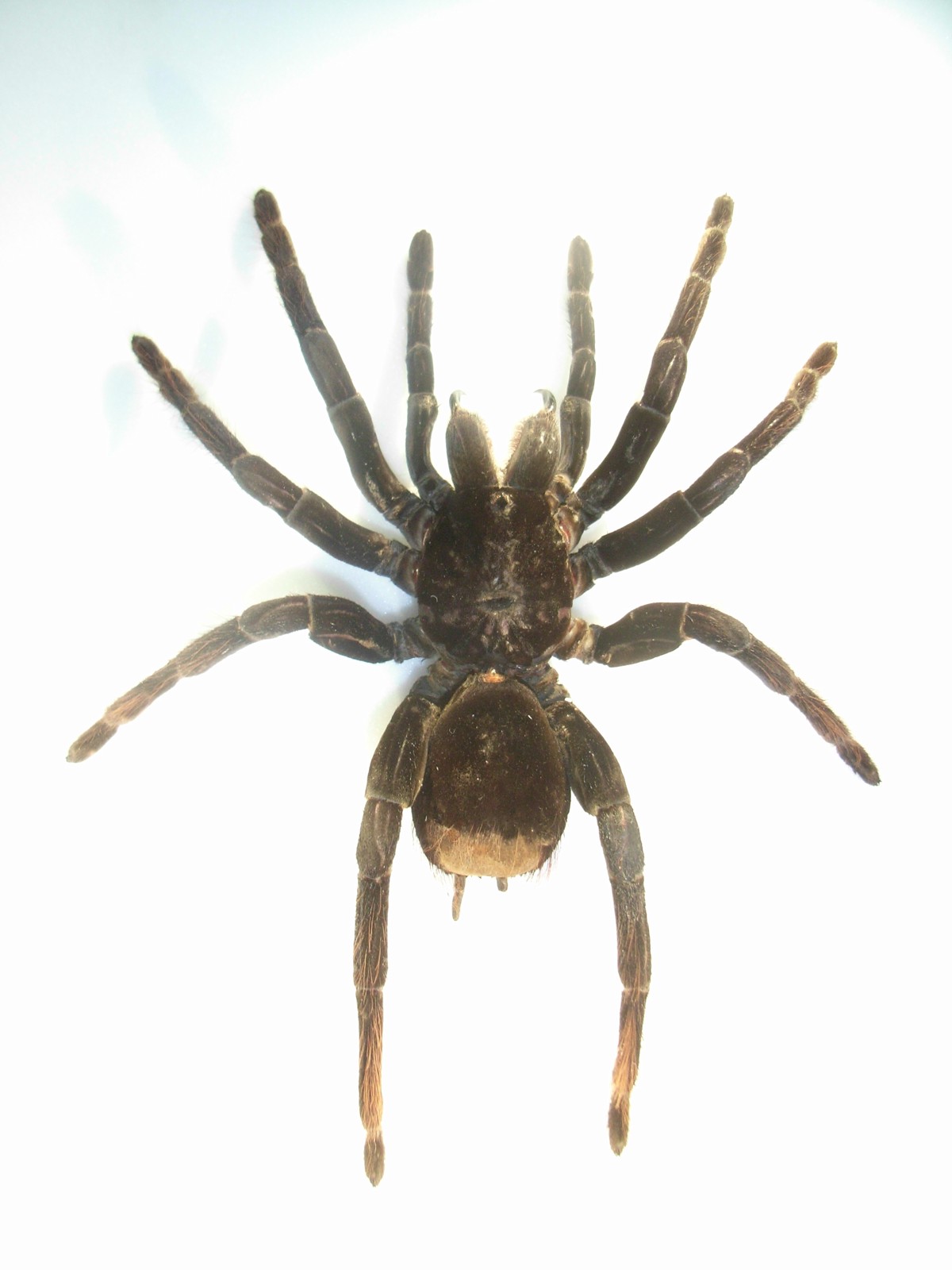 Pamphobeteus antinous