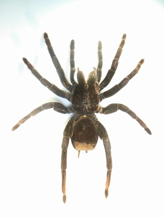 Pamphobeteus antinous