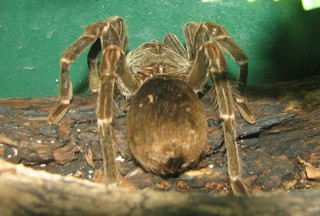 Pamphobeteus nigricolor