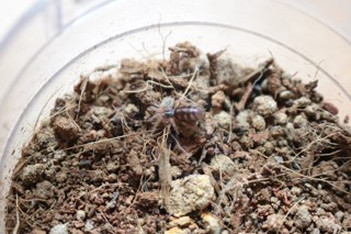 Hapalopus formosus