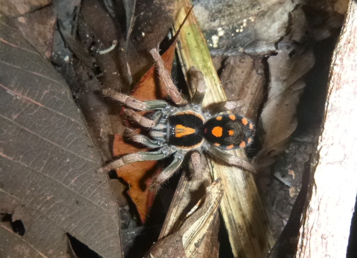 Hapalopus coloratus