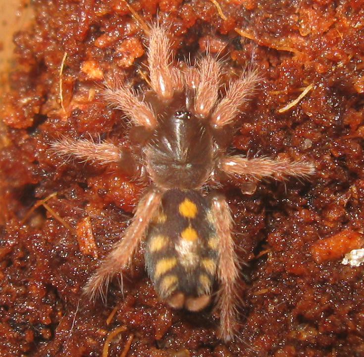 Hapalopus triseriatus