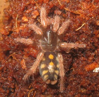 Hapalopus triseriatus