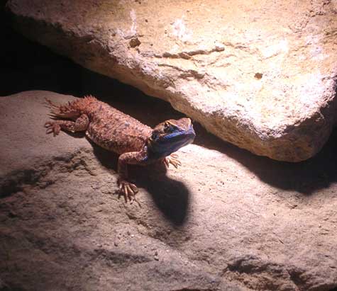 Xenagama taylori