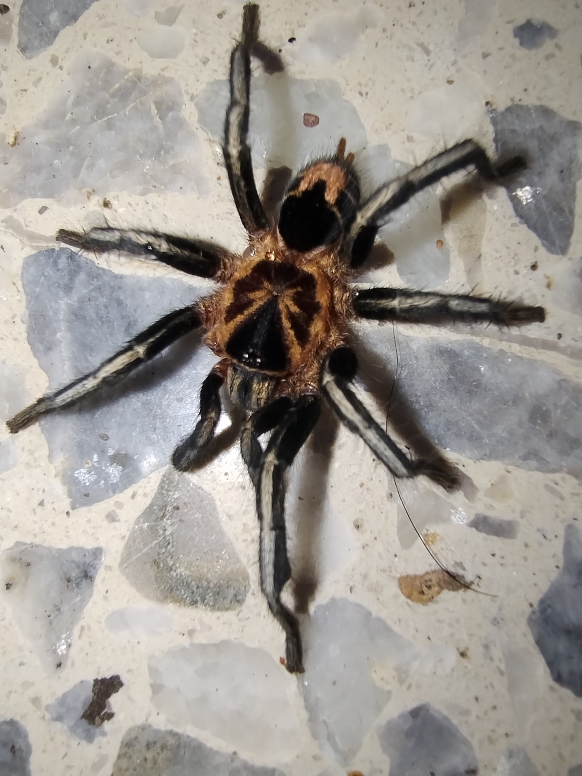 Cyriocosmus leetzi