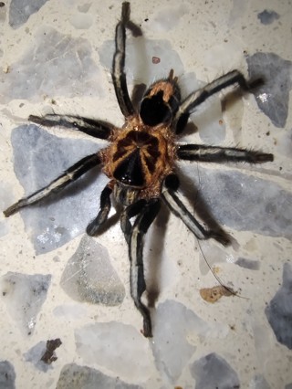 Cyriocosmus leetzi