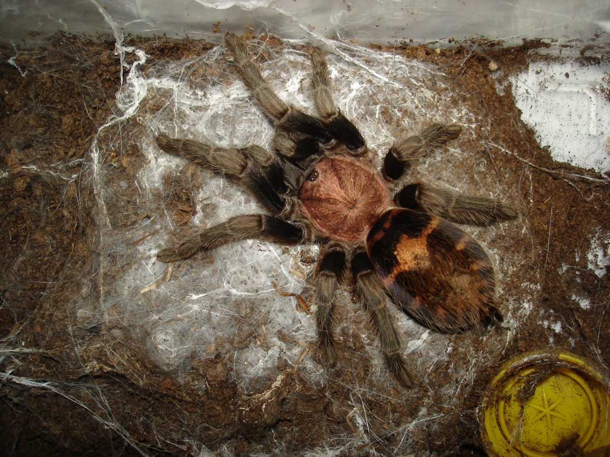 Davus fasciatus