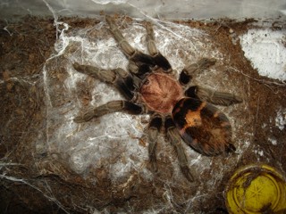 Davus fasciatus