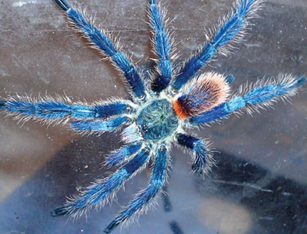 Dolichothele diamantinensis