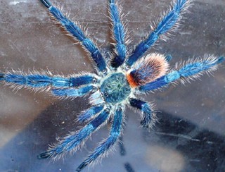 Dolichothele diamantinensis