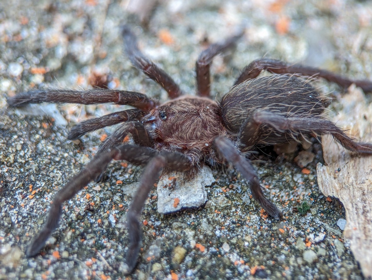 Dolichothele exilis
