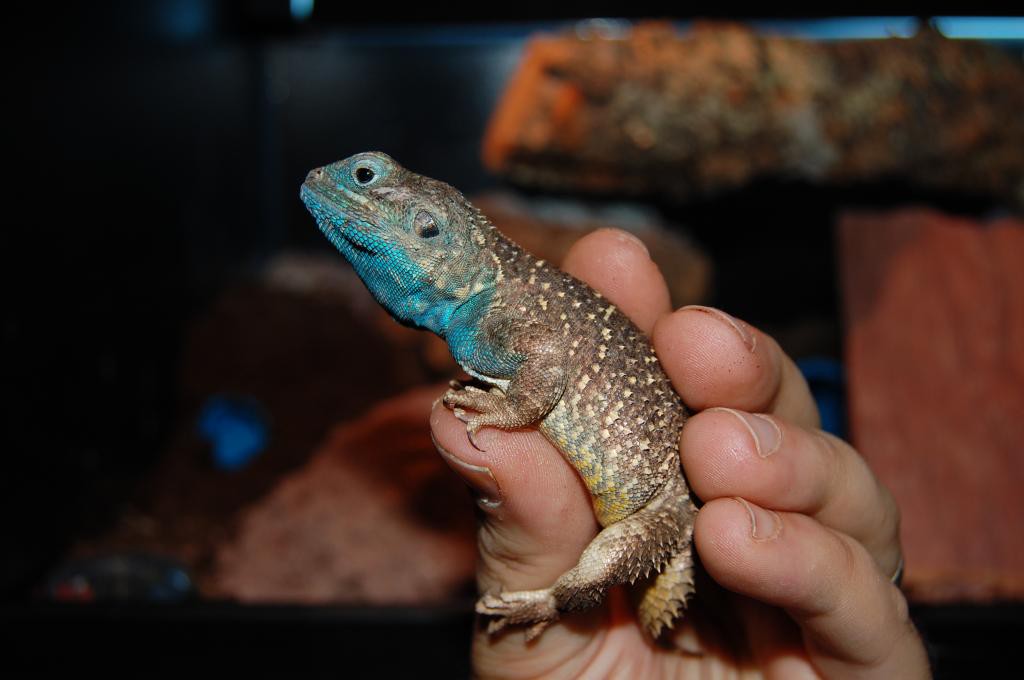 Xenagama batillifera