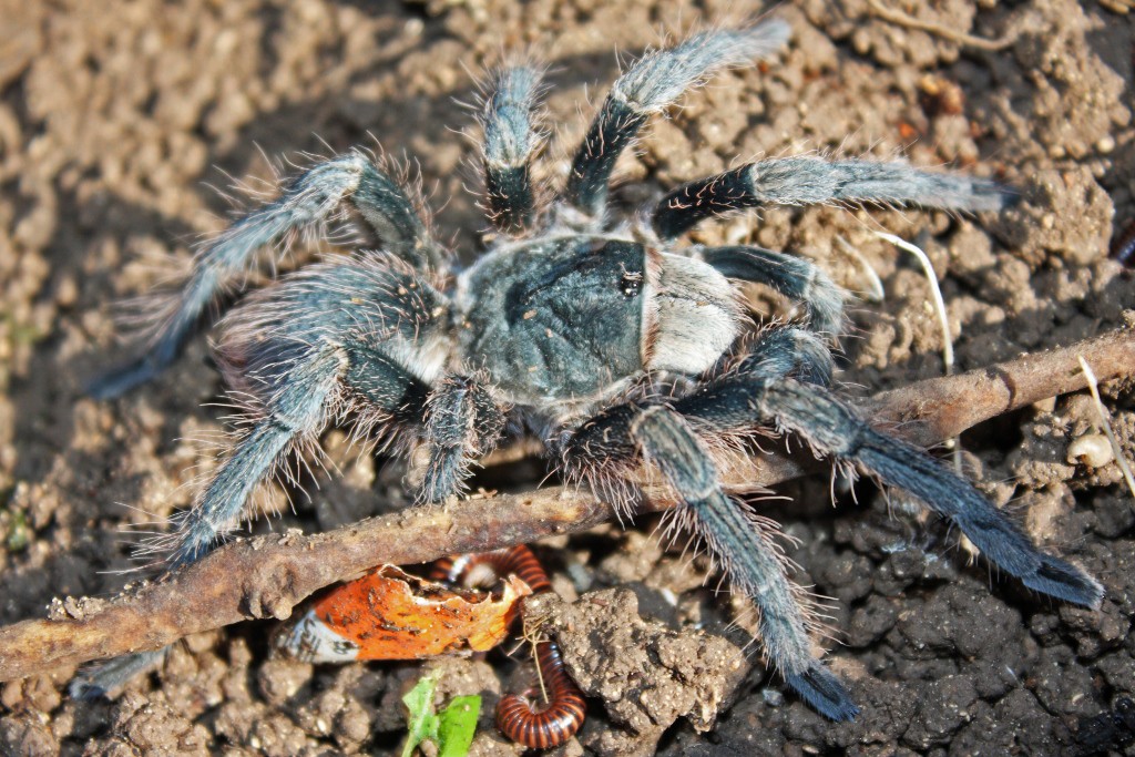 Phormictopus cautus