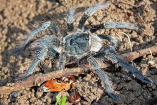 Phormictopus cautus