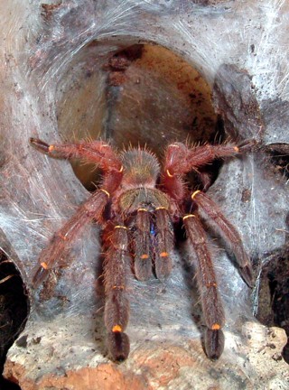 Ephebopus cyanognathus