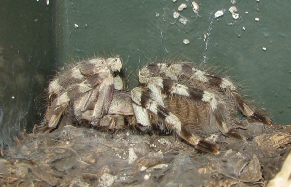 Poecilotheria formosa